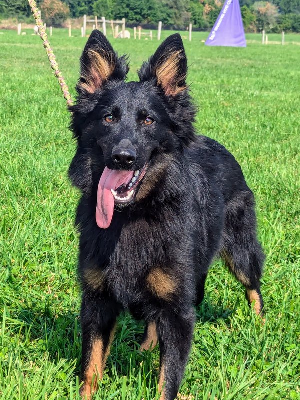 Bohemian Shepherd